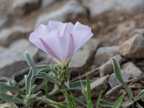 Convolvulus lineatus