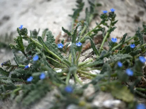 Anchusa crispa