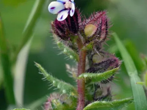 Variegated Alkanet