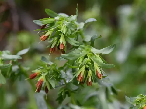 Cerinthe tenuiflora