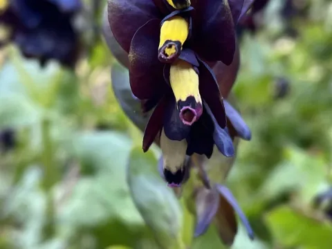 Cerinthe retorta