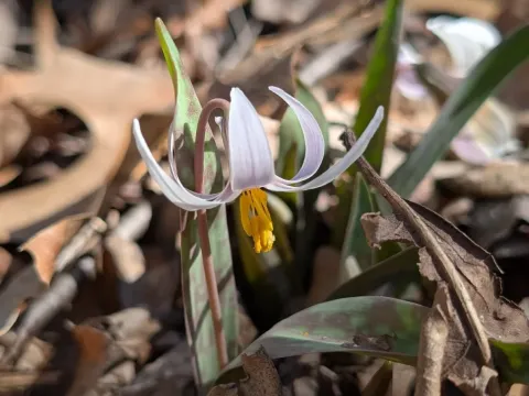 Erythronium