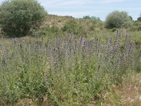 Синяк саламанкский