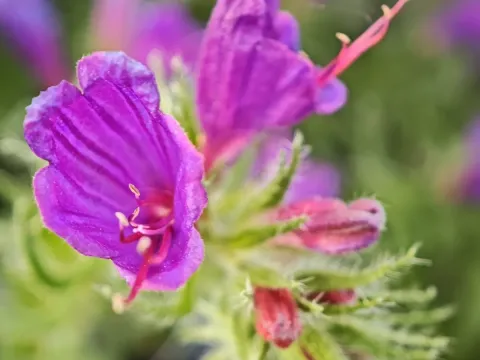 Sand bugloss