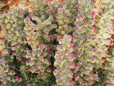 Echium albicans