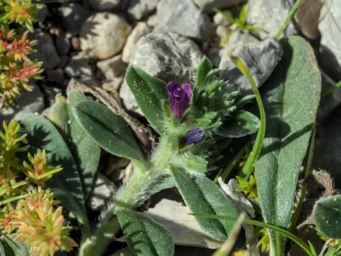Sand Viper's Bugloss