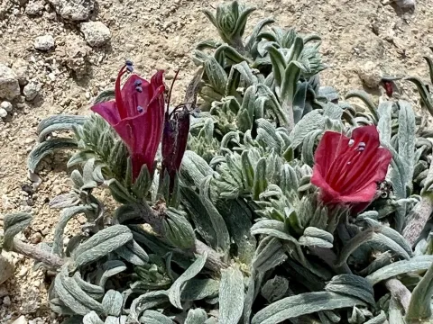 Narrow-leaved viper's bugloss