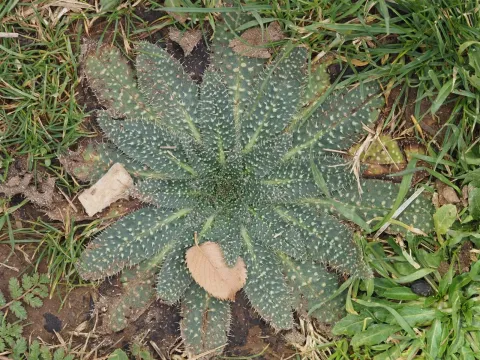 Rough viper's bugloss