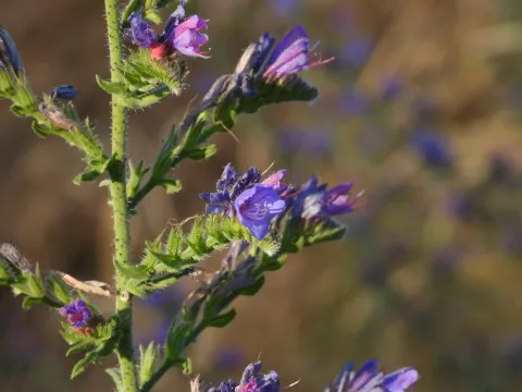 Echium gaditanum