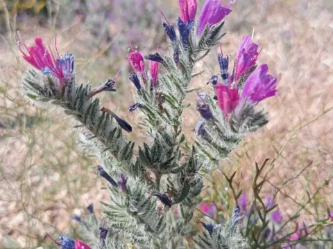 Echium humile
