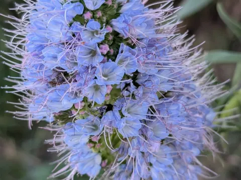 Pride of Madeira