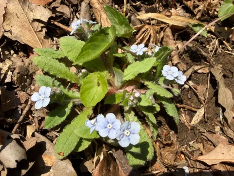 Omphalodes japonica