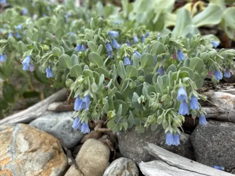 Mertensia simplicissima
