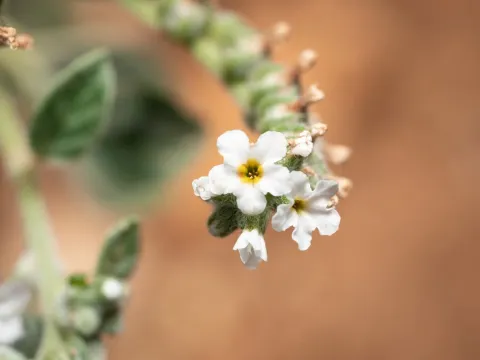 Heliotropium dolosum