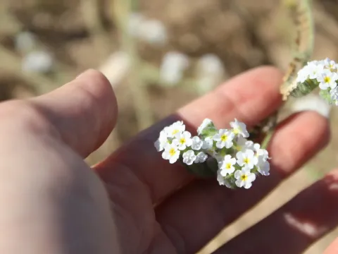 Heliotropium suaveolens