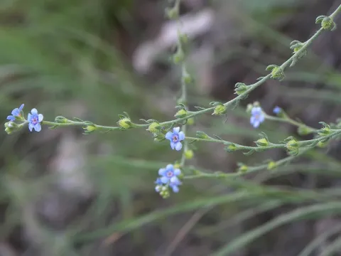 Lappula heteracantha