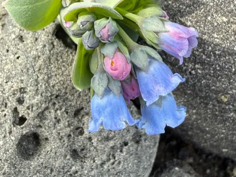 Oyster plant