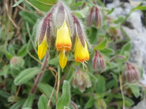 Onosma frutescens
