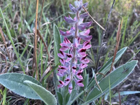 Hairy lupin