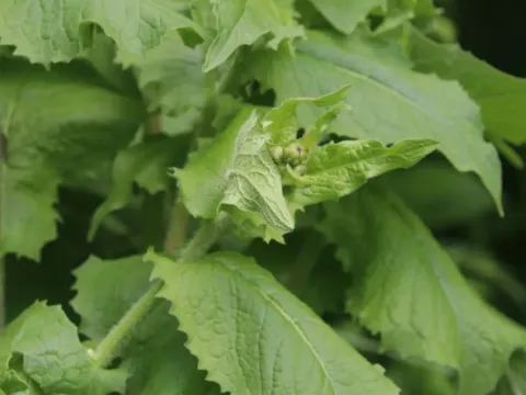 Siberian hawksbeard