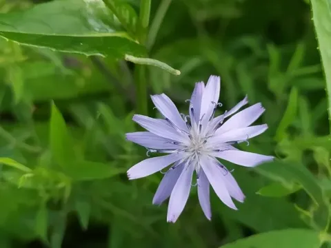 Молокан сибирский