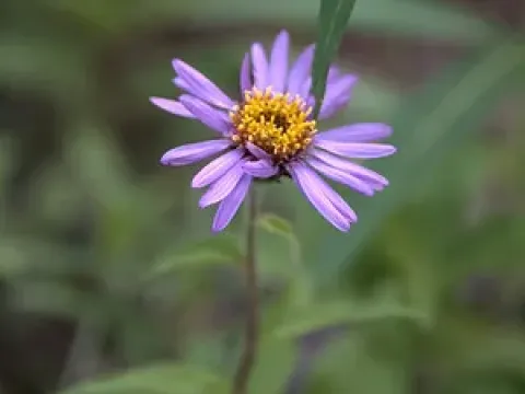 Richardson's Siberian Aster