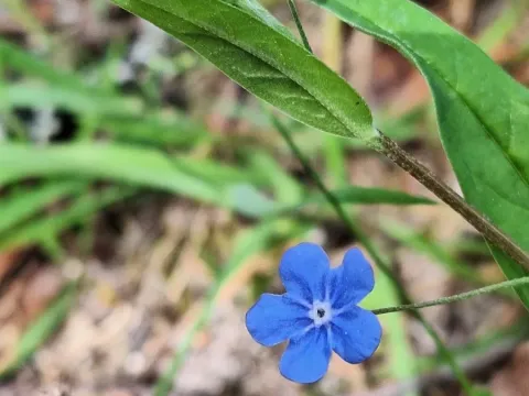 Omphalodes nitida