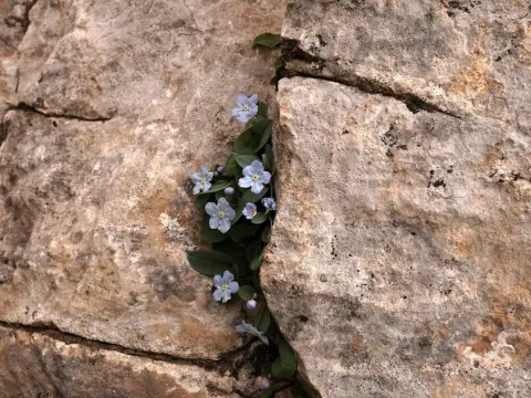 Omphalodes luciliae