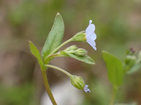 Omphalodes scorpioides