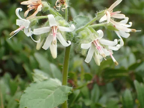 Cretan Comfrey