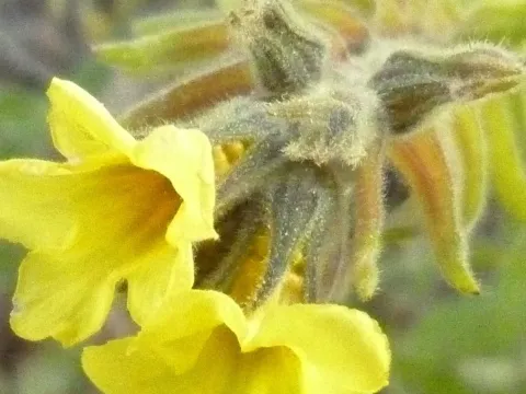 Alkanna calliensis