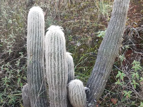 Thrixanthocereus