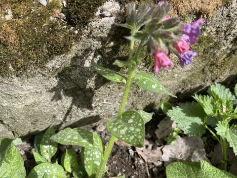 Pulmonaria affinis