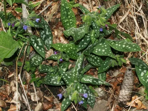 Carnic lungwort