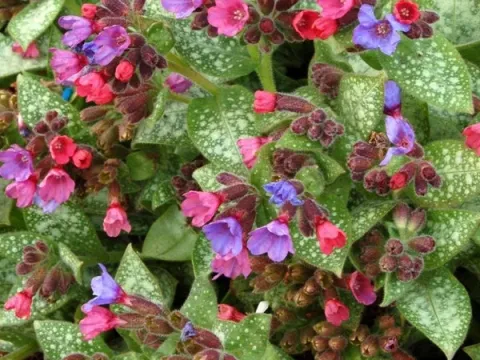 Hill lungwort