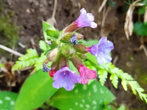 Pulmonaria vallarsae