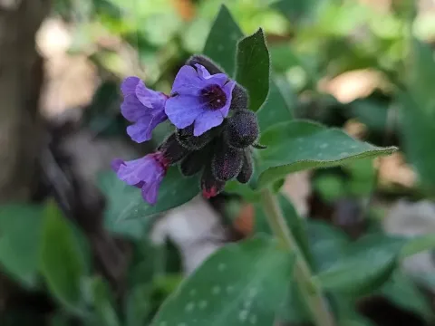 Apennine lungwort