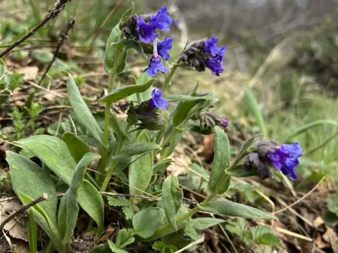 Visiani's lungwort