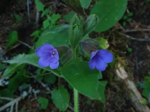 Kerner's lungwort