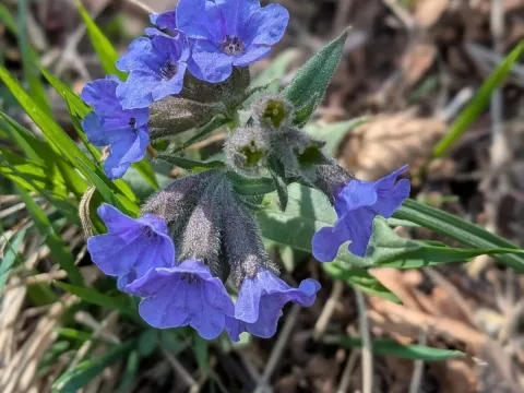Медуница южная
