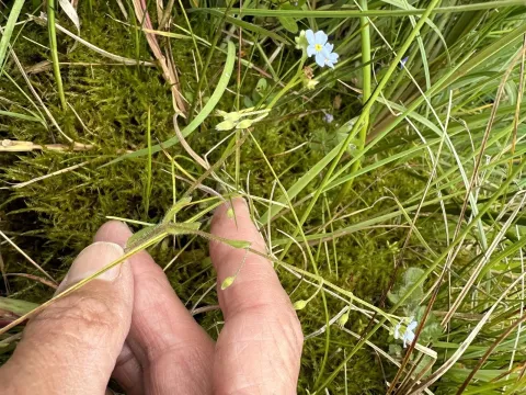 Creeping forget-me-not