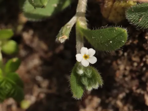 Tiny forget-me-not