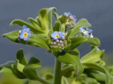 Sea forget-me-not