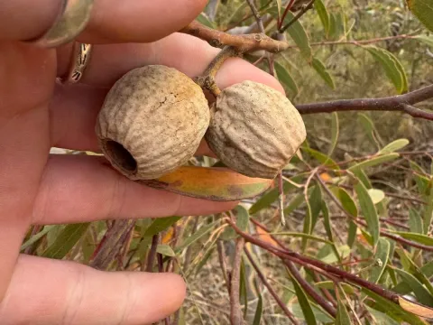 Eucalyptus