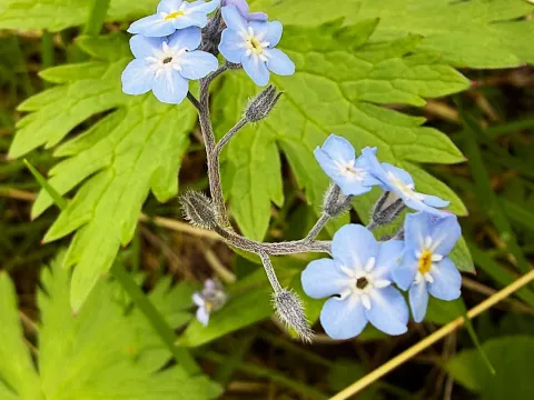Myosotis decumbens