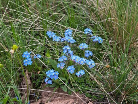 Myosotis suaveolens