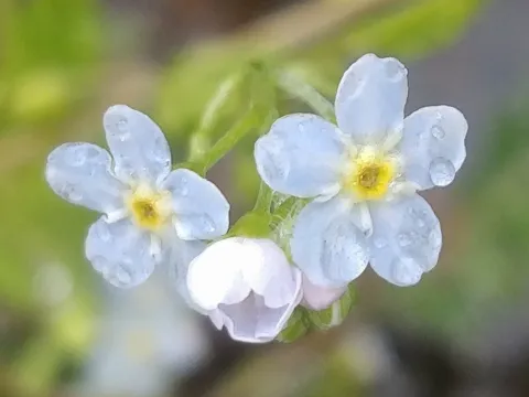Creeping forget-me-not
