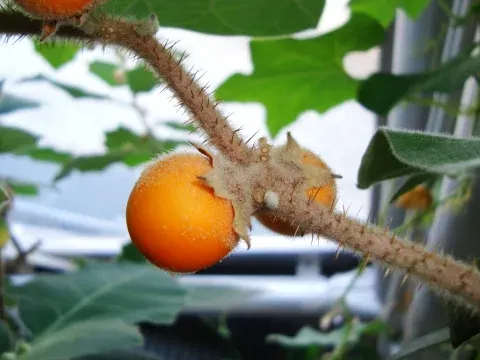 Solanum pseudolulo
