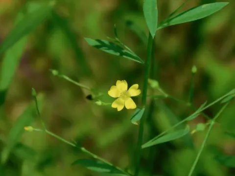 Virginia flax