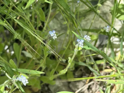 Myosotis minutiflora